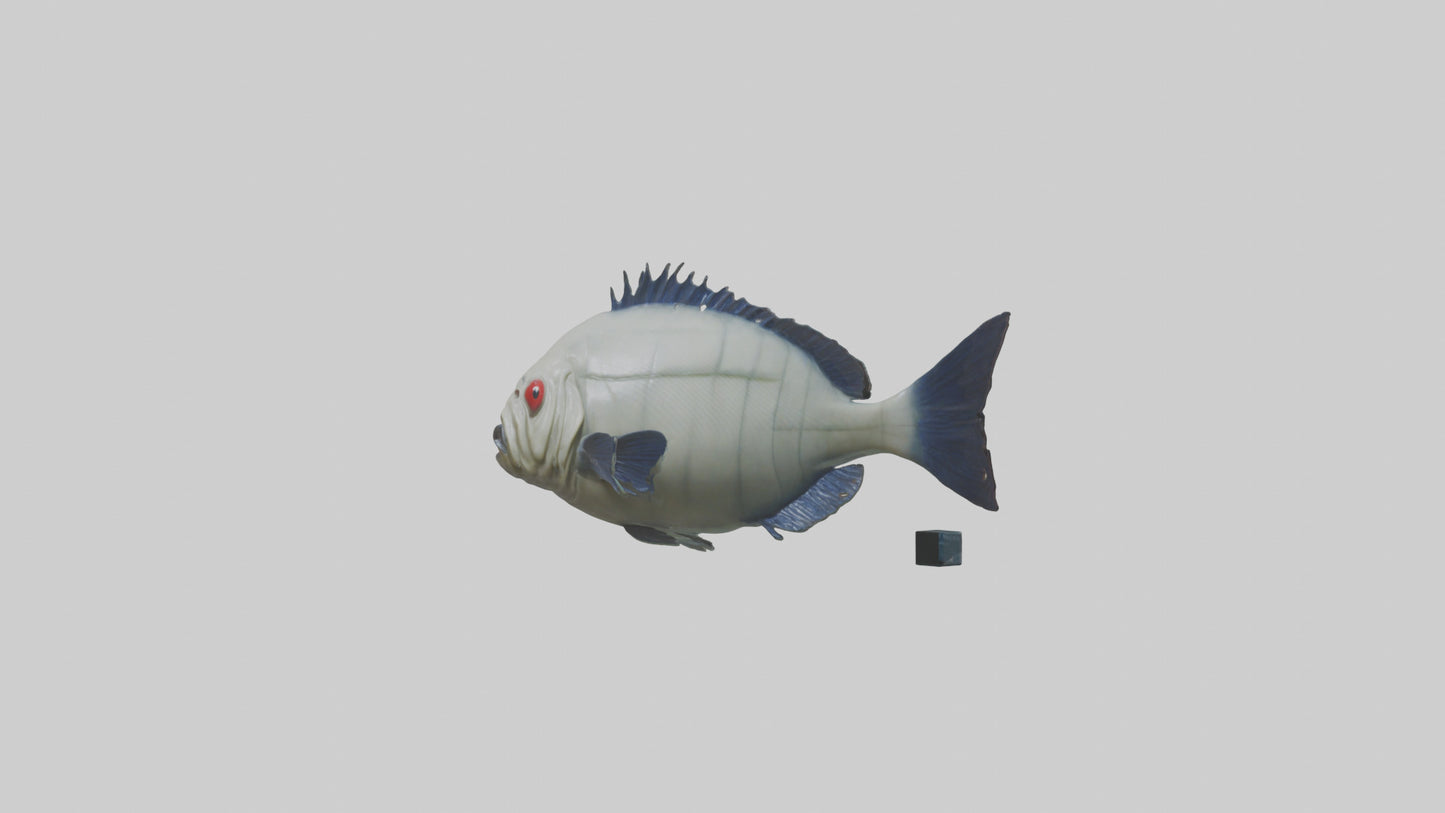 Pacu Fish swimming model VR / AR / low-poly
