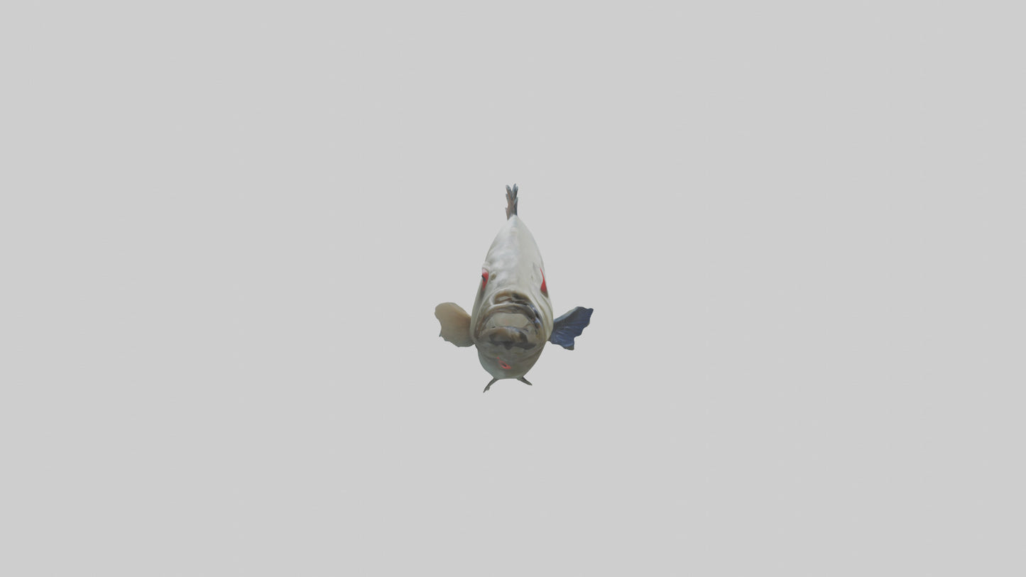 Pacu Fish swimming model VR / AR / low-poly
