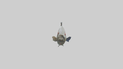 Pacu Fish swimming model VR / AR / low-poly