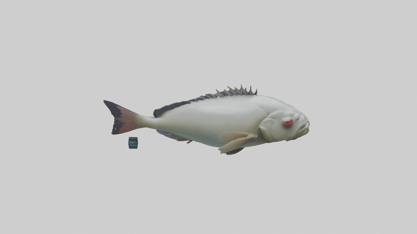 Pacu Fish swimming model VR / AR / low-poly