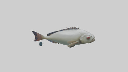 Pacu Fish swimming model VR / AR / low-poly