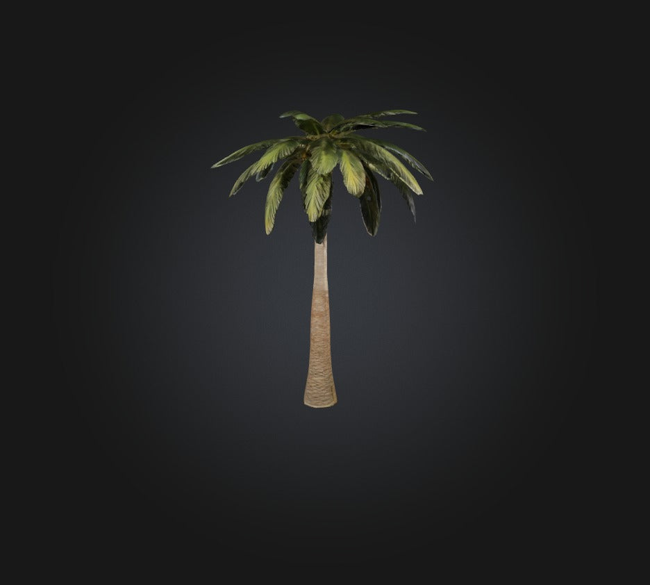 3D model Palm Tree VR / AR / low-poly