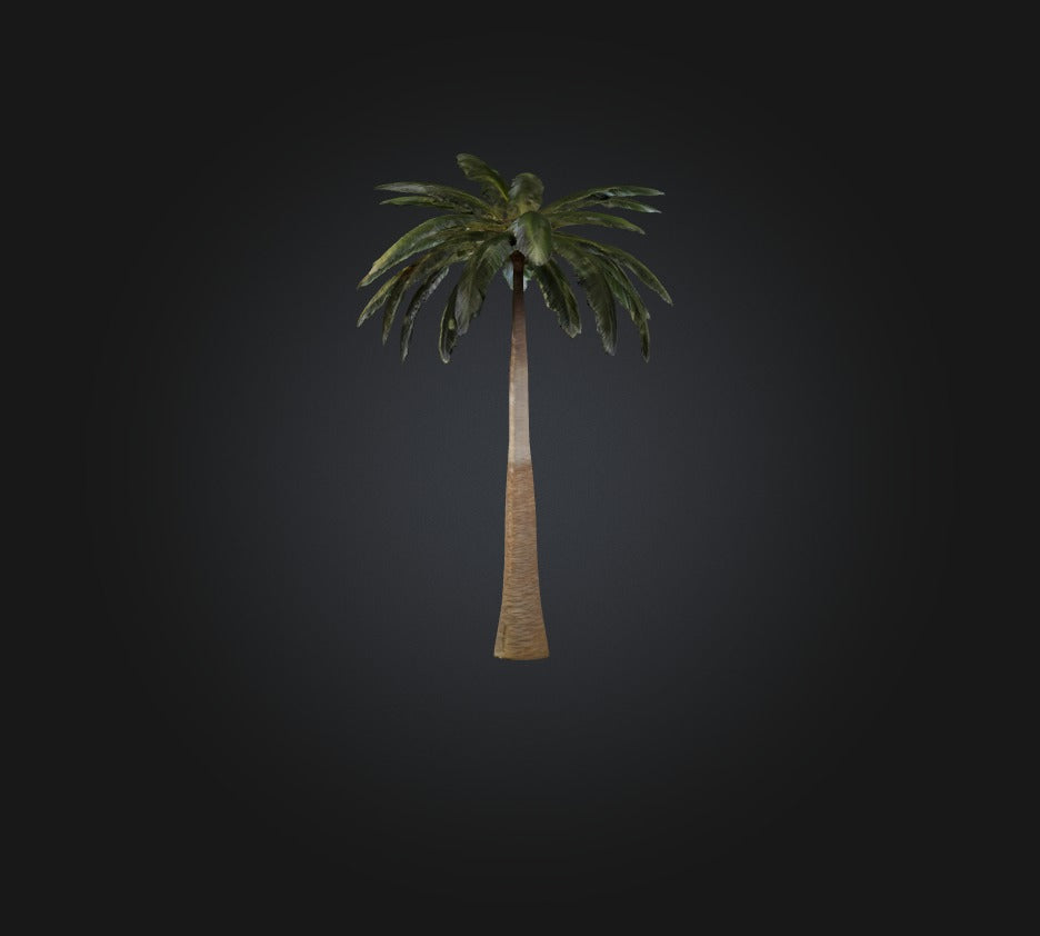 3D model Palm Tree VR / AR / low-poly