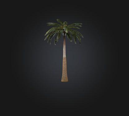 3D model Palm Tree VR / AR / low-poly