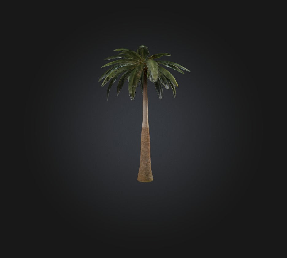 3D model Palm Tree VR / AR / low-poly