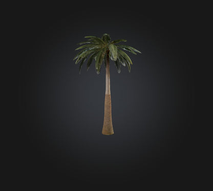 3D model Palm Tree VR / AR / low-poly