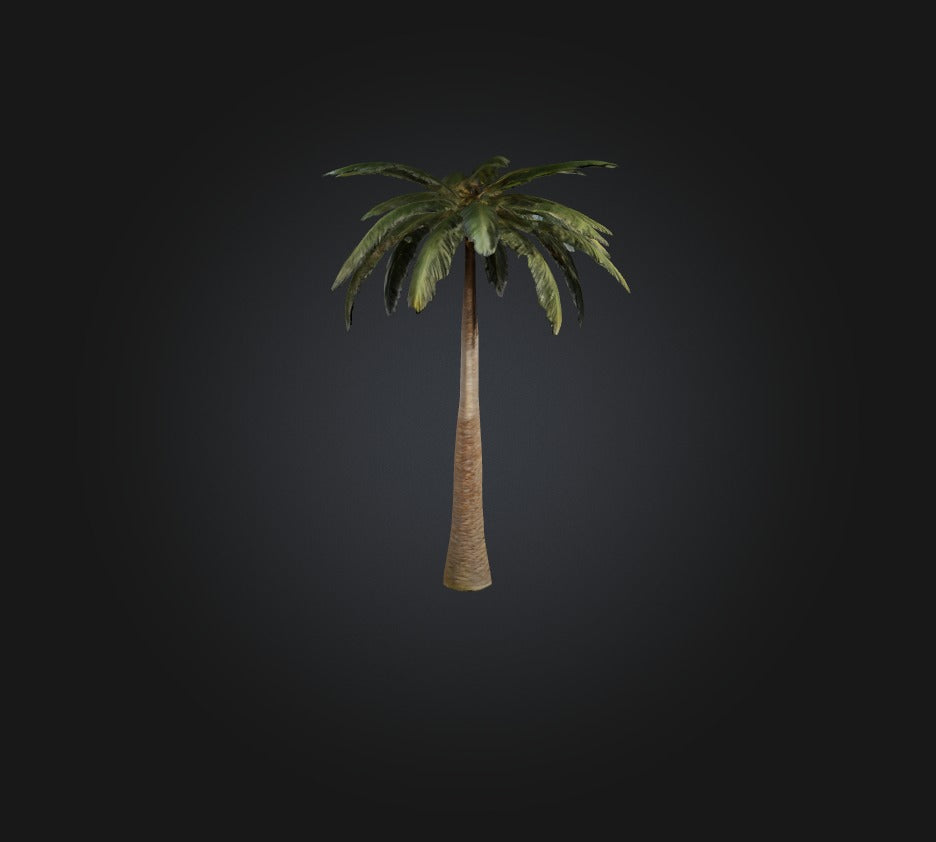 3D model Palm Tree VR / AR / low-poly