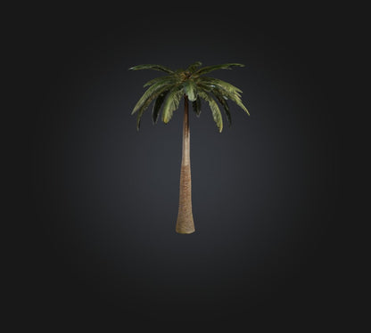 3D model Palm Tree VR / AR / low-poly