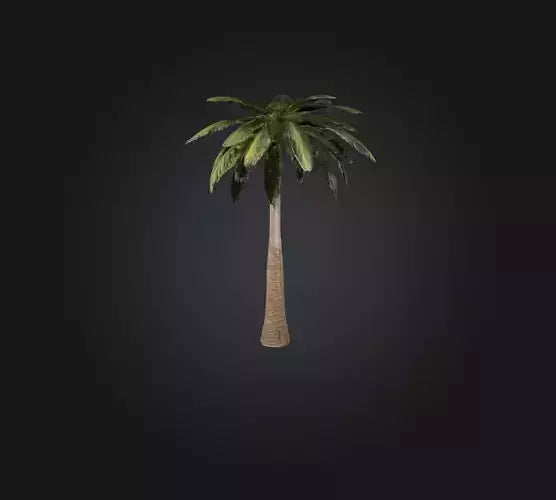 3D model Palm Tree VR / AR / low-poly