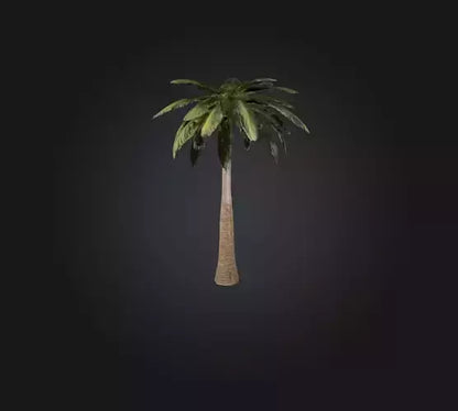 3D model Palm Tree VR / AR / low-poly