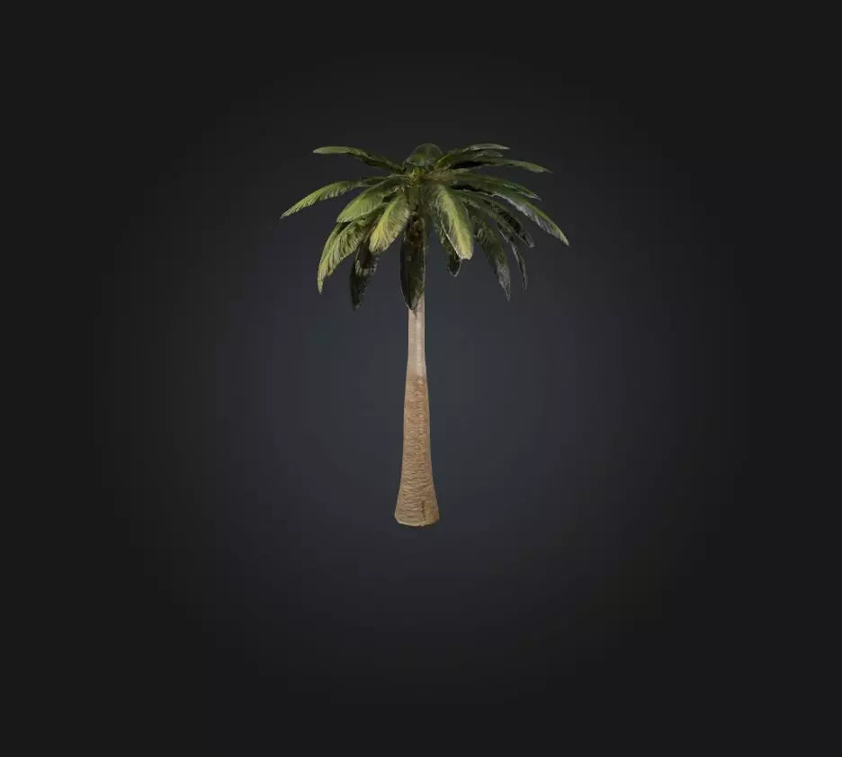3D model Palm Tree VR / AR / low-poly