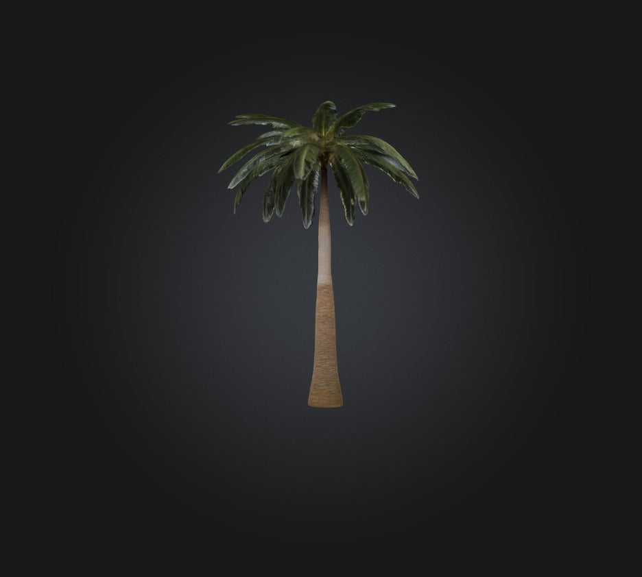 3D model Palm Tree VR / AR / low-poly