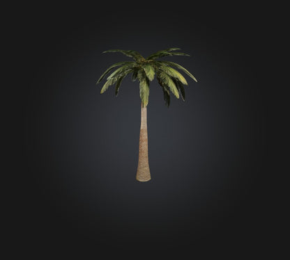 3D model Palm Tree VR / AR / low-poly