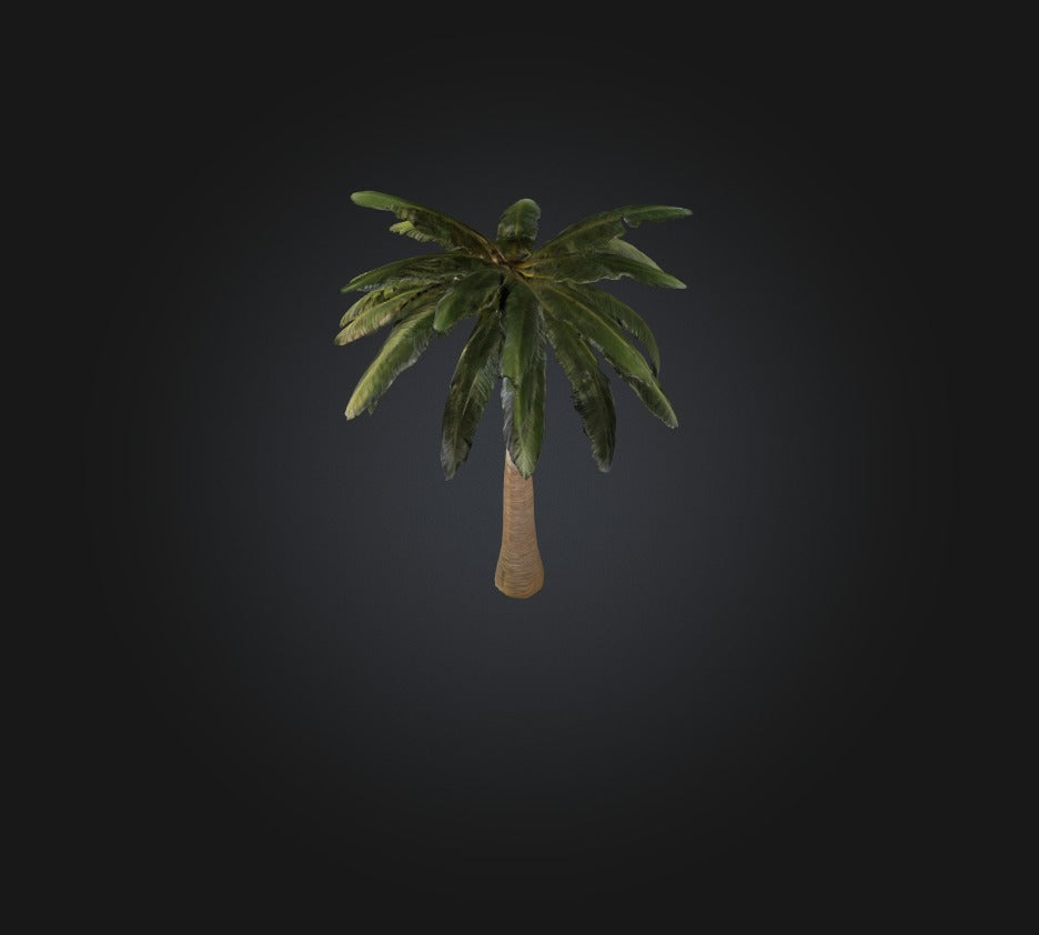 3D model Palm Tree VR / AR / low-poly