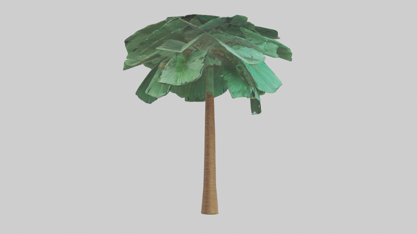 3D model Palm tree model VR / AR / low-poly
