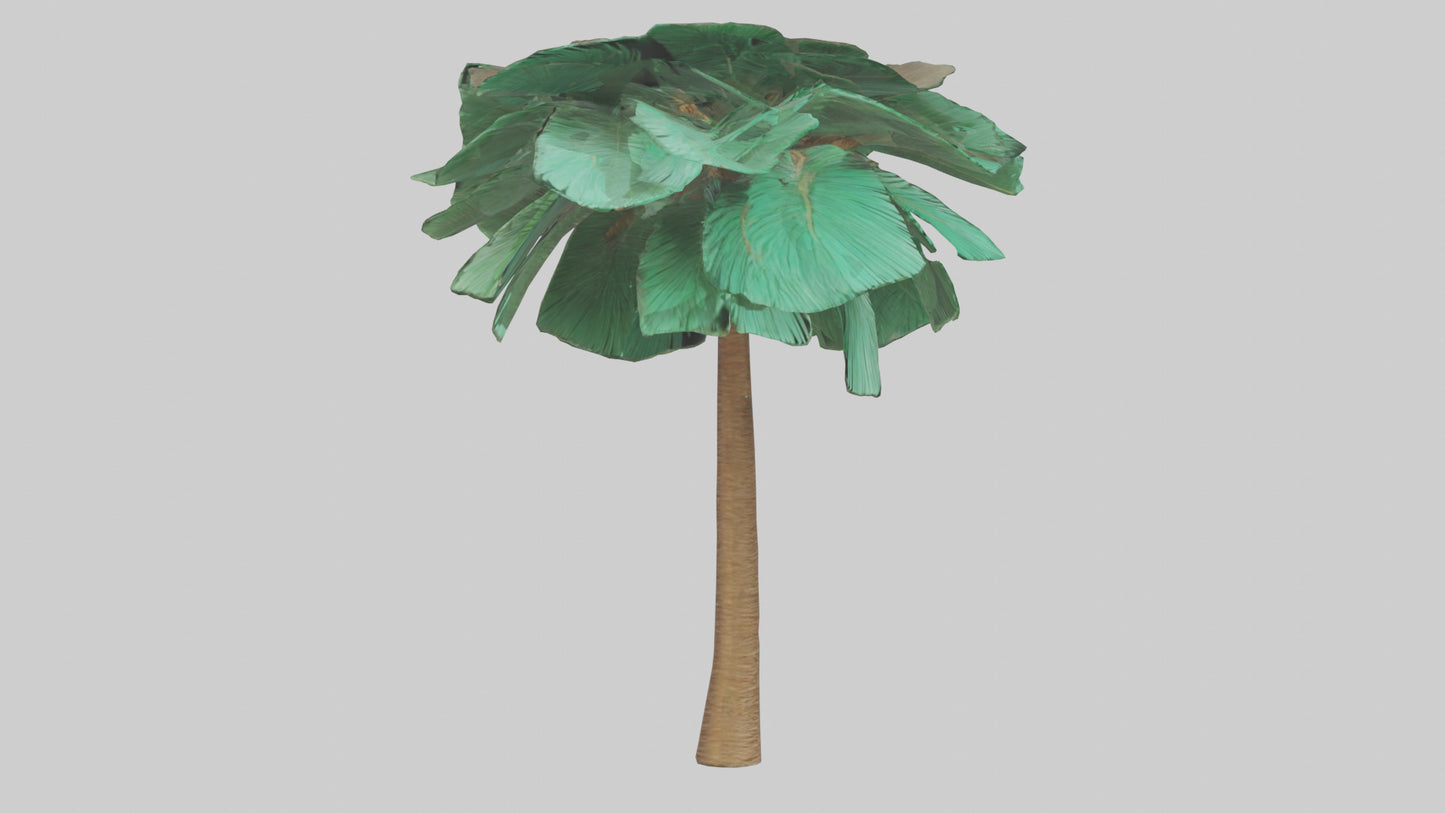 3D model Palm tree model VR / AR / low-poly