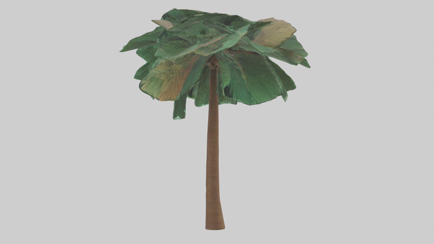 3D model Palm tree model VR / AR / low-poly
