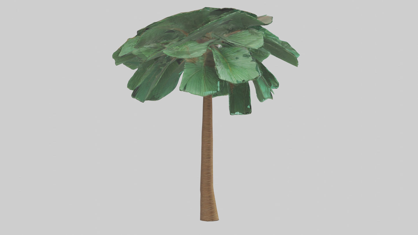 3D model Palm tree model VR / AR / low-poly