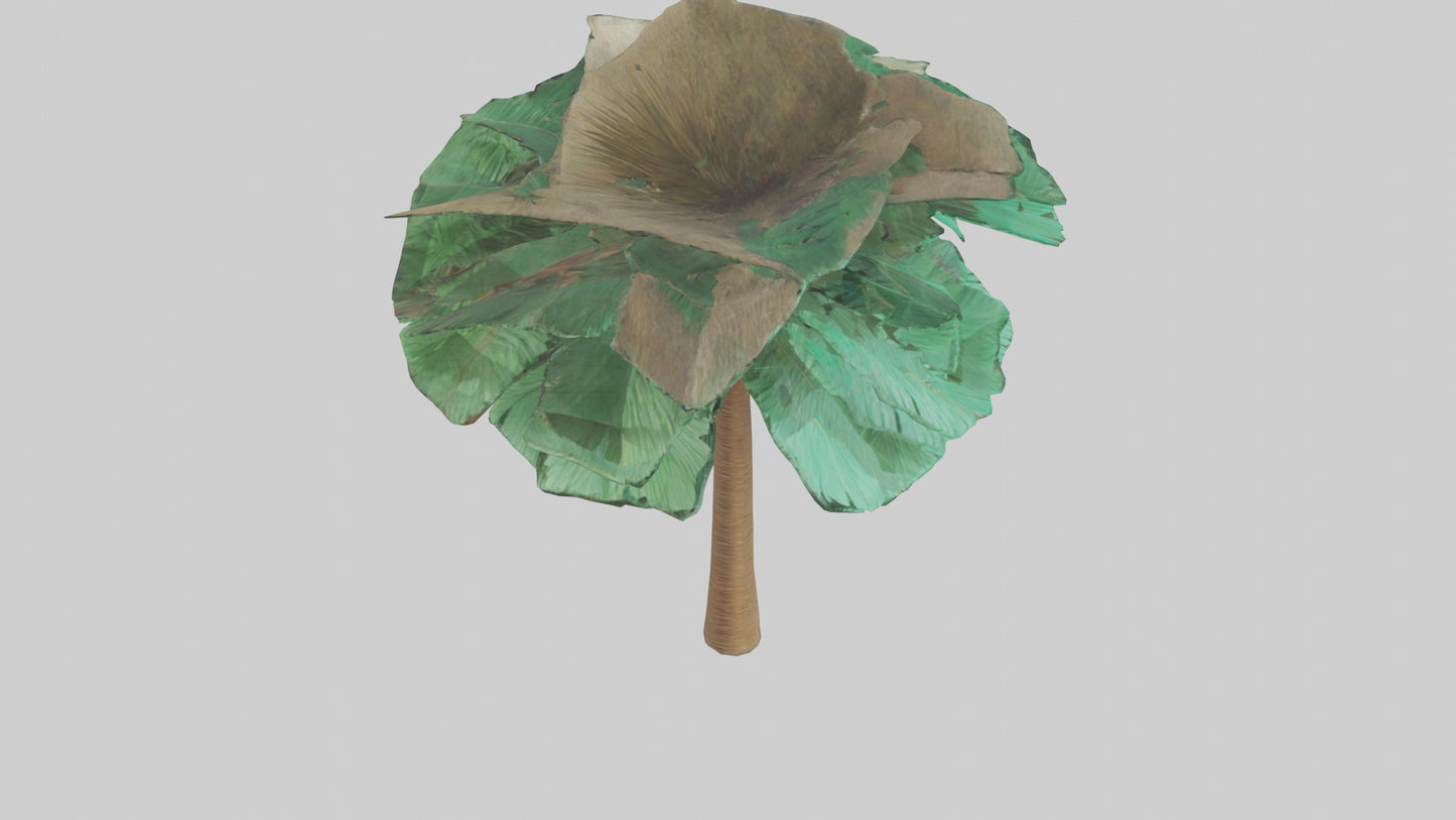 3D model Palm tree model VR / AR / low-poly