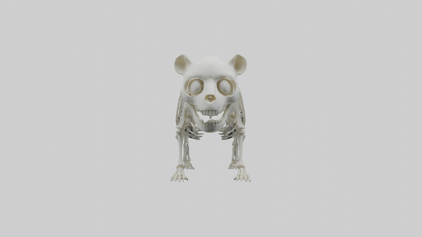 3D model Panda Skeleton model VR / AR / low-poly