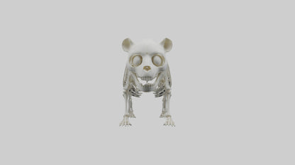 3D model Panda Skeleton model VR / AR / low-poly