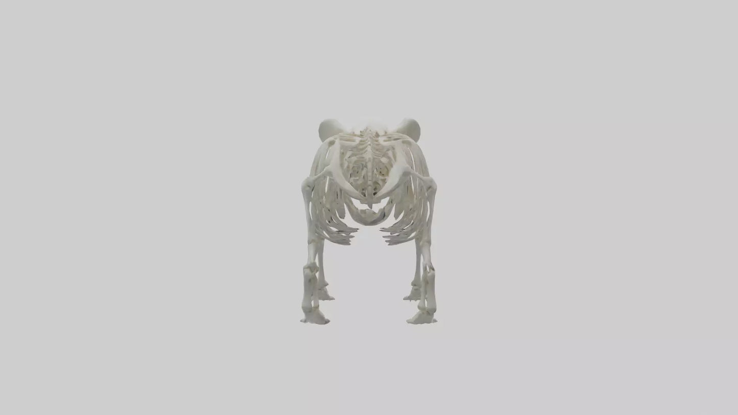 3D model Panda Skeleton model VR / AR / low-poly