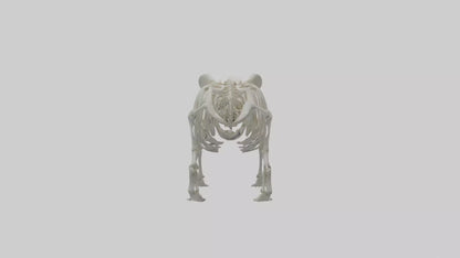 3D model Panda Skeleton model VR / AR / low-poly