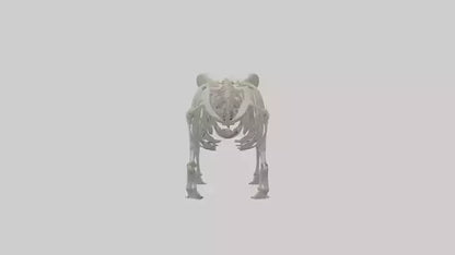 3D model Panda Skeleton model VR / AR / low-poly
