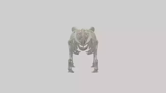 3D model Panda Skeleton model VR / AR / low-poly