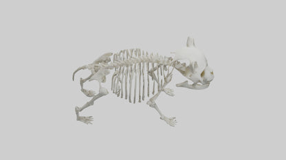 3D model Panda Skeleton model VR / AR / low-poly