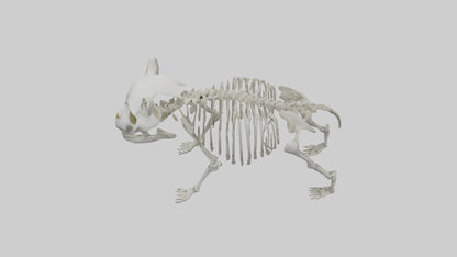 3D model Panda Skeleton model VR / AR / low-poly