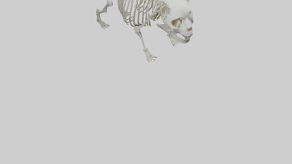 3D model Panda Skeleton model VR / AR / low-poly