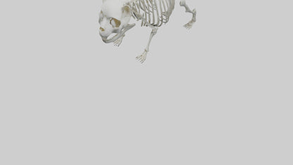 3D model Panda Skeleton model VR / AR / low-poly