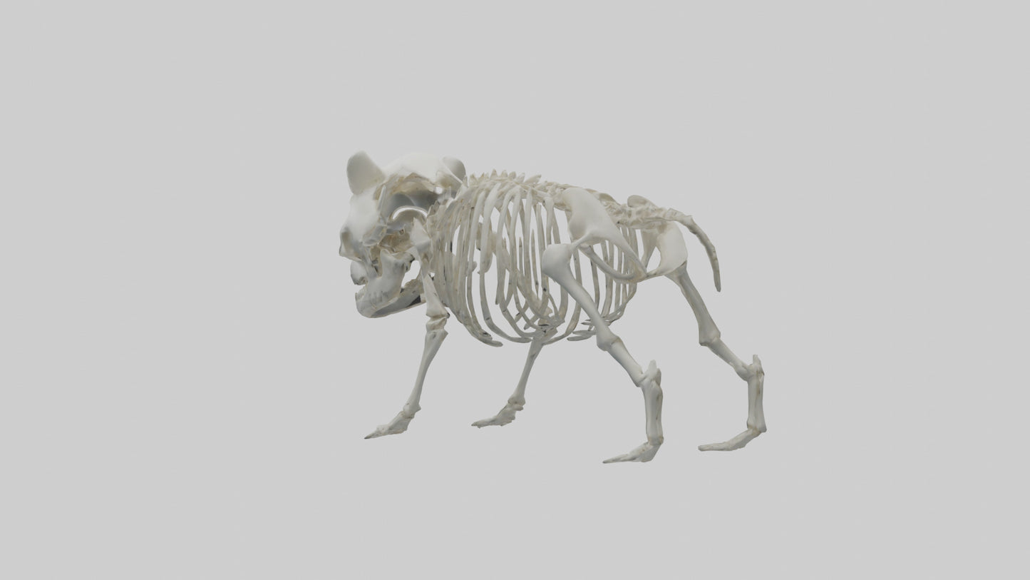 3D model Panda Skeleton model VR / AR / low-poly
