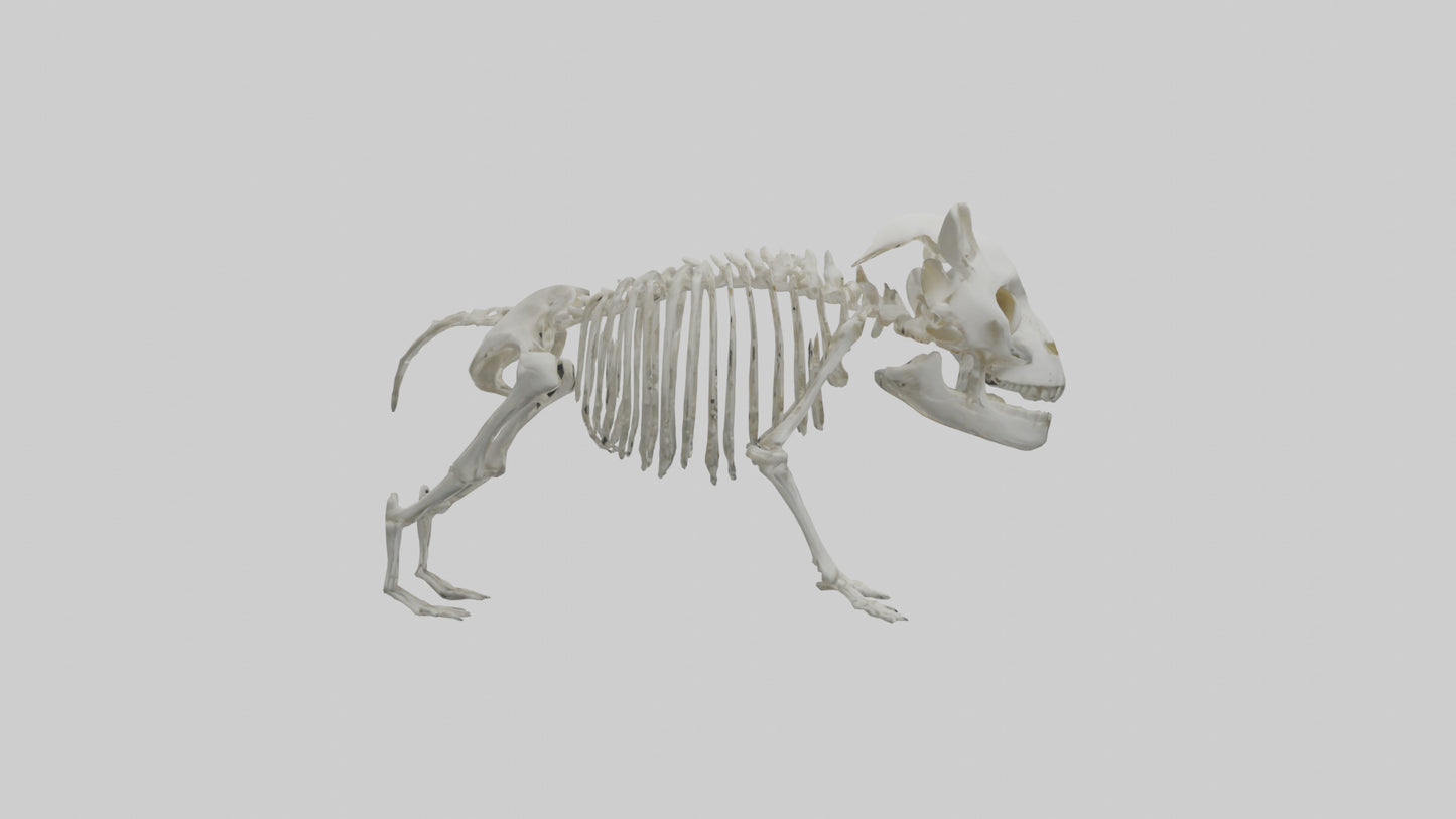 3D model Panda Skeleton model VR / AR / low-poly