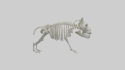3D model Panda Skeleton model VR / AR / low-poly
