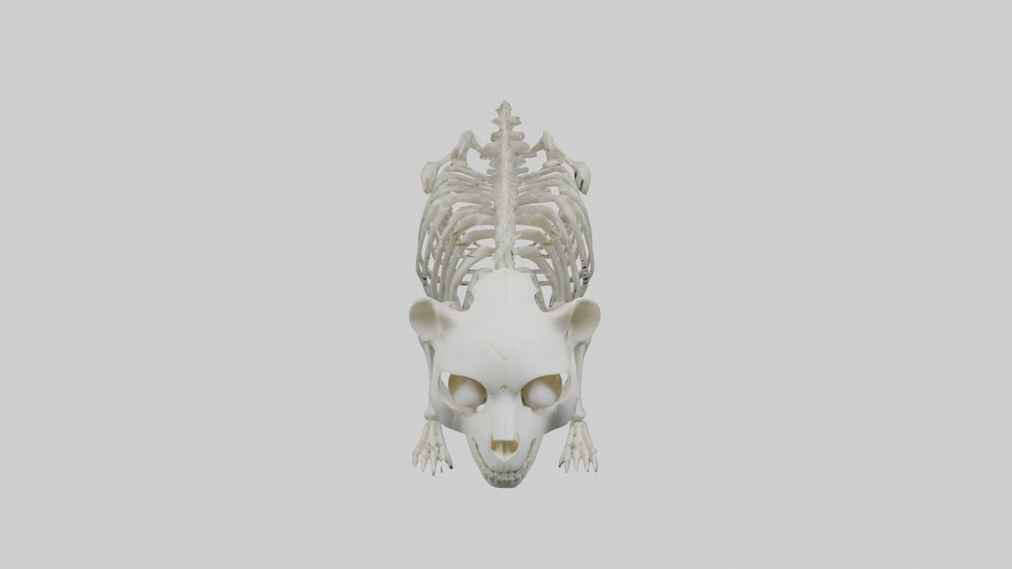 3D model Panda Skeleton model VR / AR / low-poly