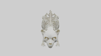 3D model Panda Skeleton model VR / AR / low-poly