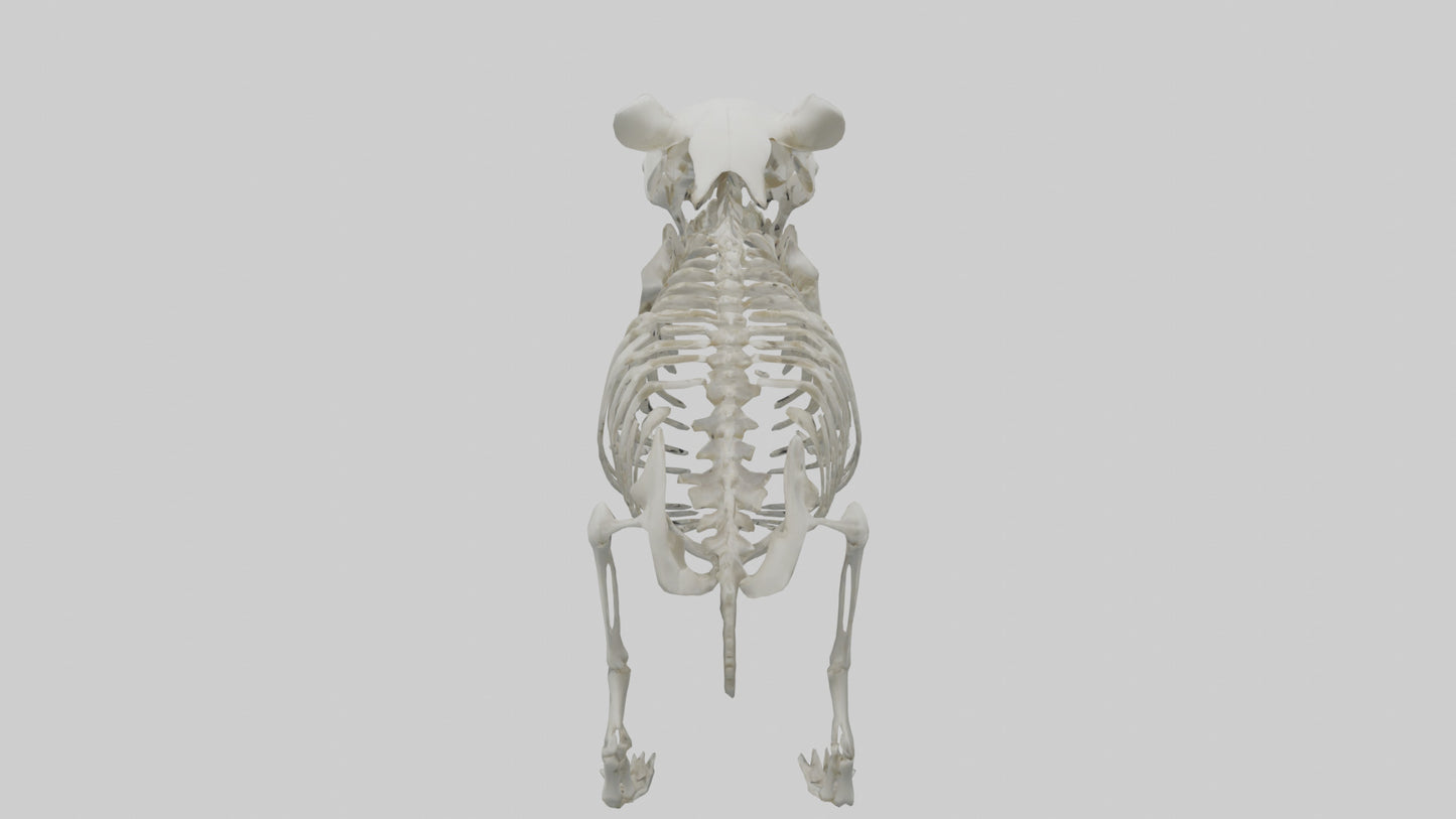 3D model Panda Skeleton model VR / AR / low-poly