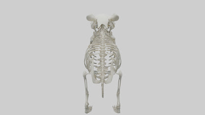 3D model Panda Skeleton model VR / AR / low-poly