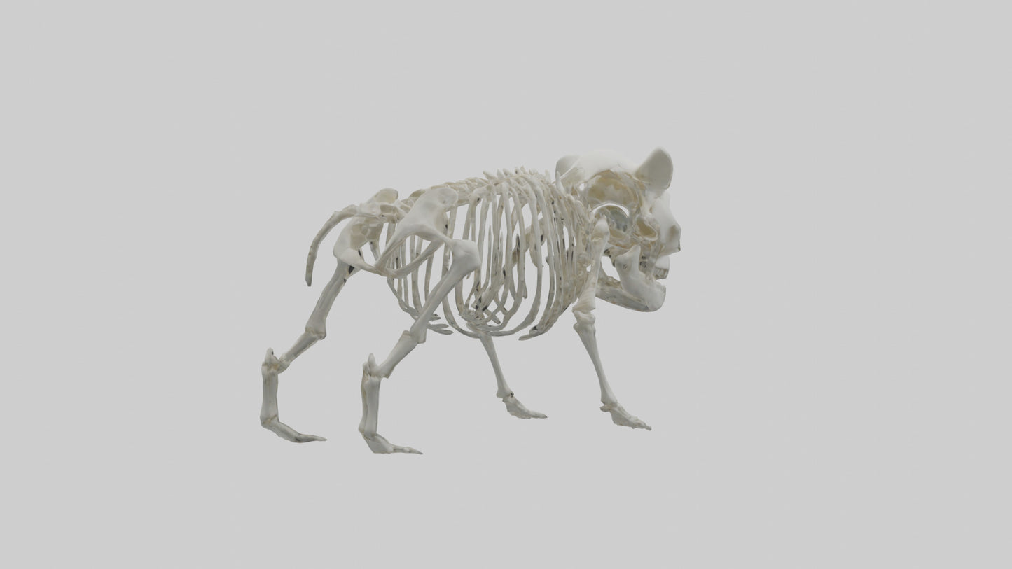 3D model Panda Skeleton model VR / AR / low-poly