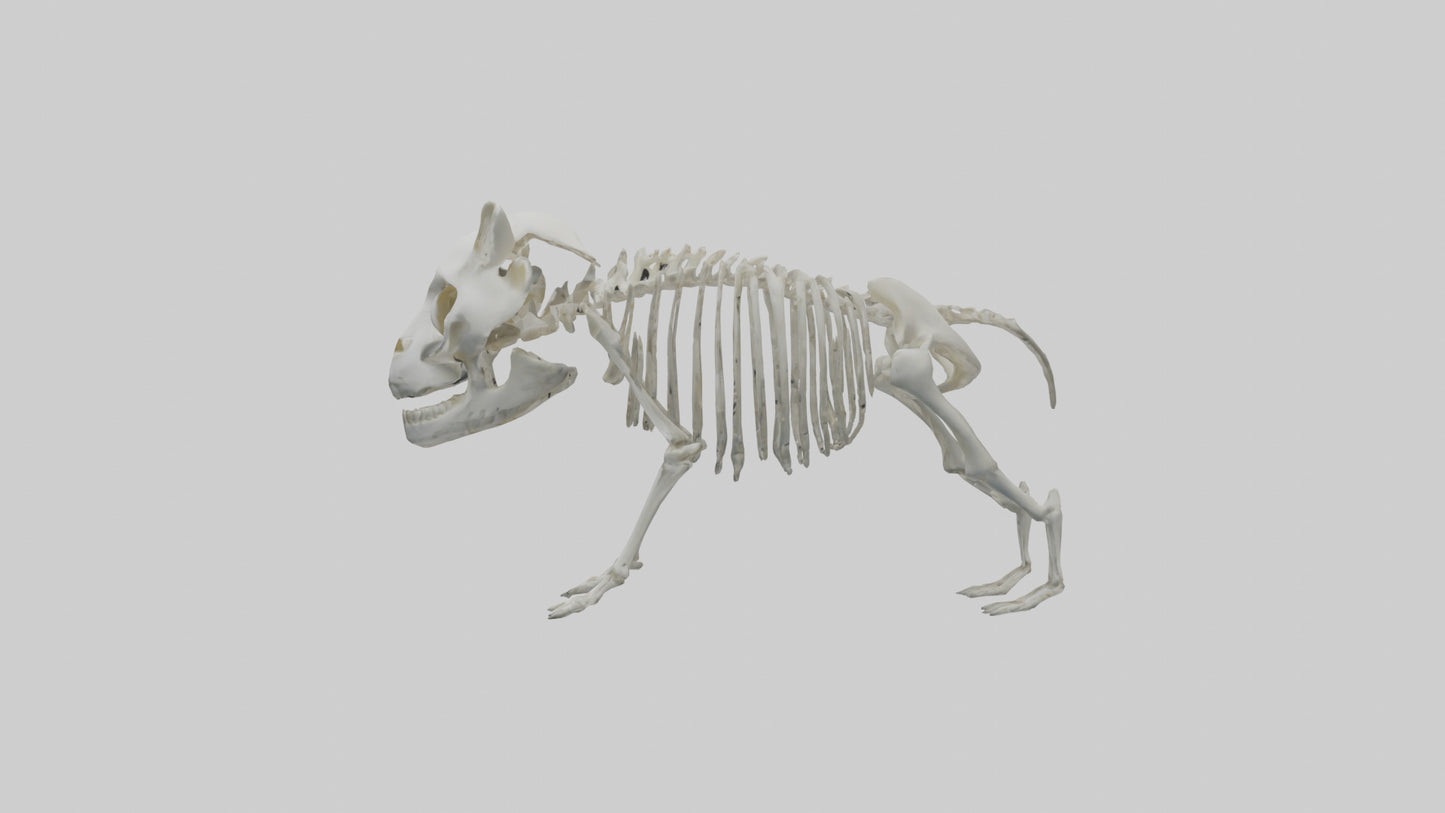 3D model Panda Skeleton model VR / AR / low-poly