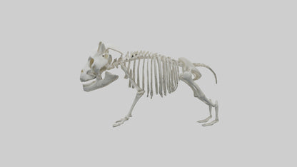 3D model Panda Skeleton model VR / AR / low-poly