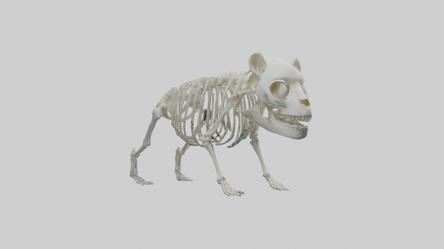 3D model Panda Skeleton model VR / AR / low-poly