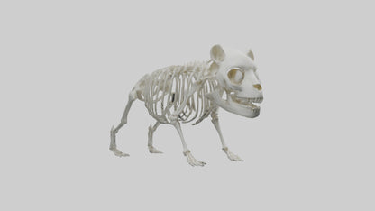 3D model Panda Skeleton model VR / AR / low-poly