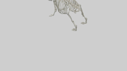 3D model Panda Skeleton model VR / AR / low-poly