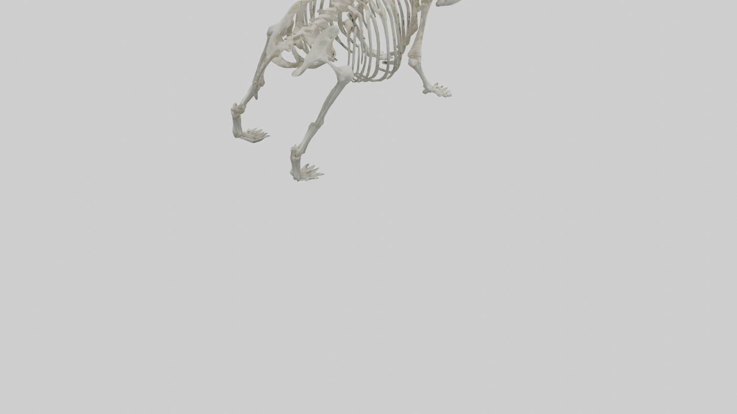 3D model Panda Skeleton model VR / AR / low-poly