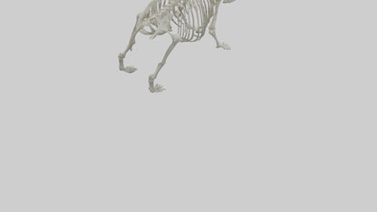 3D model Panda Skeleton model VR / AR / low-poly