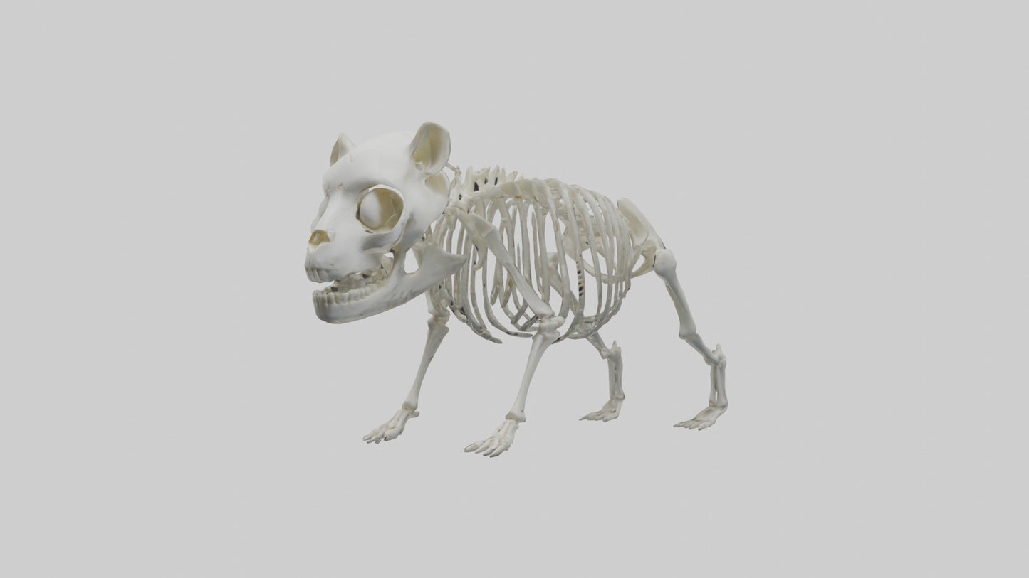 3D model Panda Skeleton model VR / AR / low-poly
