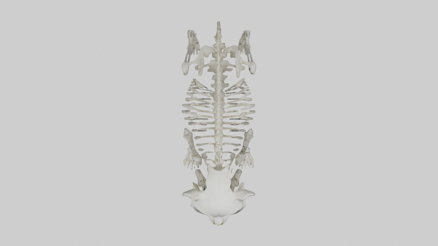 3D model Panda Skeleton model VR / AR / low-poly